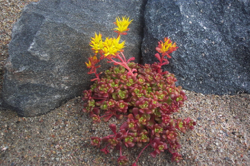 sedum oreganum1